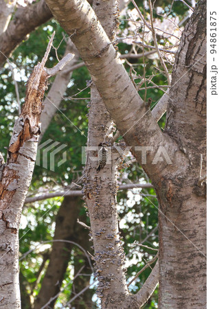 《岡山県》瀬戸内海国立公園 夕立受山で見かけた鳥 《岡山県》瀬戸内海国立公園 夕立受山で見かけた鳥 94861875