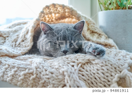 Gray cat sleeping on warm knitted woolen scarf on window, in cold autumn winter season Gray cat sleeping on warm knitted woolen scarf on window, in cold autumn winter season 94861911