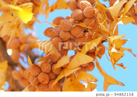 ギンナン 94862158