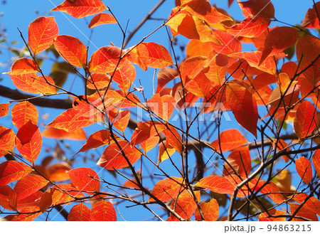 サルスベリ紅葉 94863215
