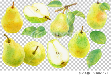 水彩梨和梨葉素材合集 94863375