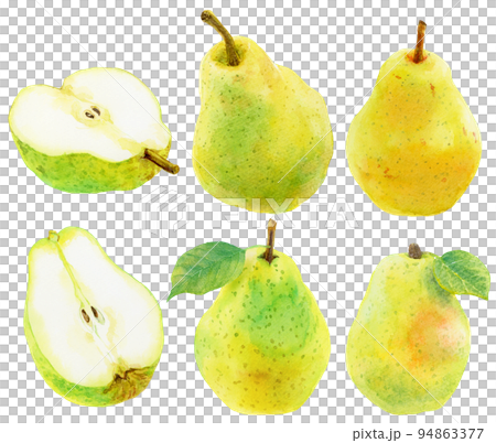 水彩洋梨の素材集 水彩洋梨の素材集 94863377