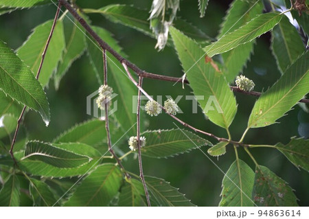 若い若い・椚の木の実　 94863614
