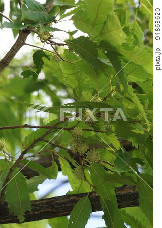 若い若い・椚の木の実　 94863620