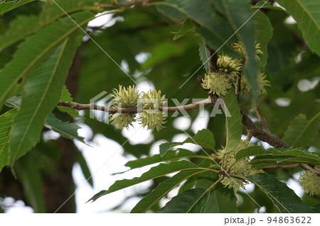 若い若い・椚の木の実　 94863622
