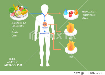 3D Isometric Flat Vector Conceptual Illustration of Role Of ATP In Metabolism 94863722