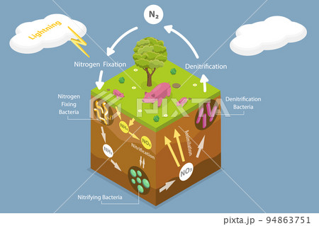 3D Isometric Flat Vector Conceptual Illustration of Nitrogen Cycle 3D Isometric Flat Vector Conceptual Illustration of Nitrogen Cycle 94863751