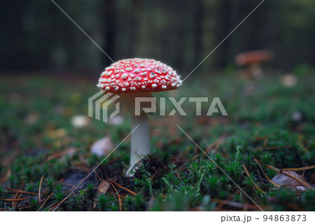 Close-up of red fly agaric muscarius against the background of an autumn forest on a rainy morning Close-up of red fly agaric muscarius against the background of an autumn forest on a rainy morning 94863873