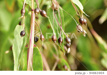 秋の北海道乙部町で実りを迎えたハト麦畑の風景を撮影 94863904