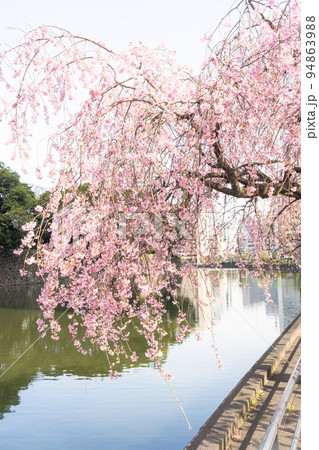 お堀としだれ桜 94863988