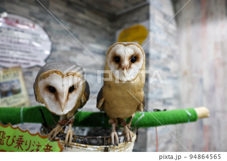ふくろう　フクロウカフェ 94864565