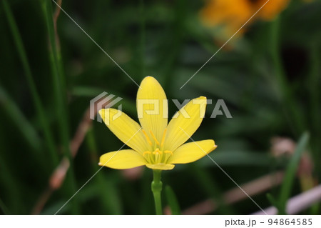黄色い花びらのゼフィランサスの花をアップで撮影した風景 94864585