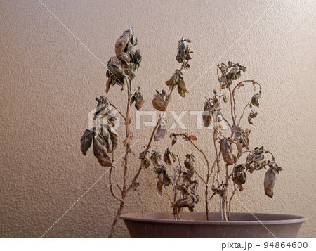 ベランダ菜園で枯れてしまったバジル 94864600