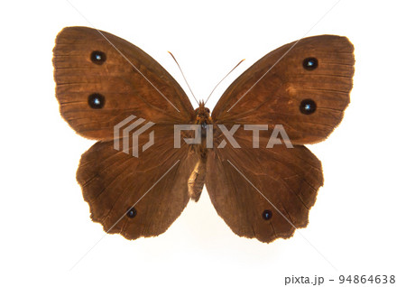 蝶の標本・ジャノメチョウ 蝶の標本・ジャノメチョウ 94864638