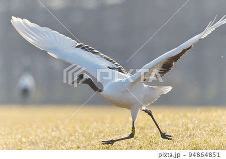朝日に染まる草原から飛び立つ前に、助走を始めるタンチョウ（北海道・鶴居） 94864851