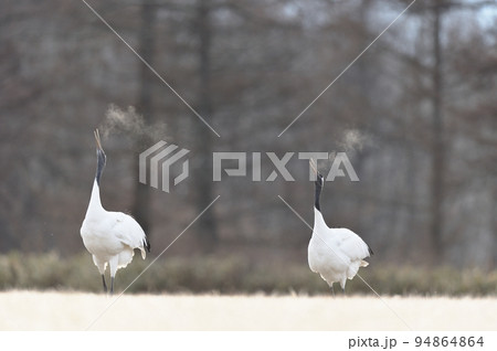 鳴き交わすタンチョウが朝日で黄金色に輝く(北海道) 鳴き交わすタンチョウが朝日で黄金色に輝く(北海道) 94864864
