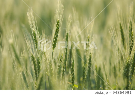 Wheat field closeup Wheat field closeup 94864991
