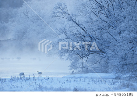 樹氷に囲まれたタンチョウのねぐら（北海道・鶴居） 94865199