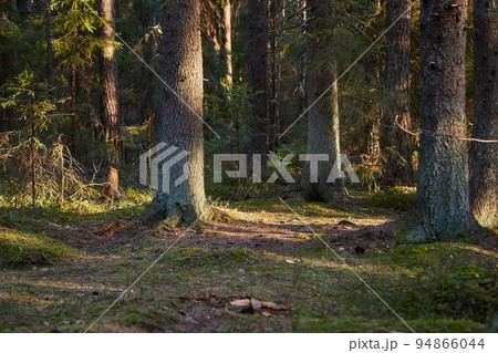 Forest of Pines 94866044