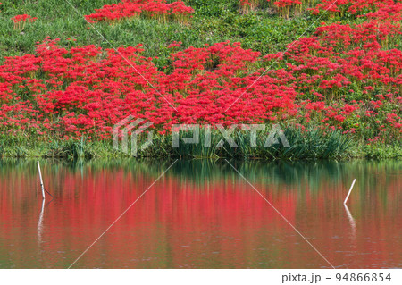 津屋川の彼岸花 津屋川の彼岸花 94866854