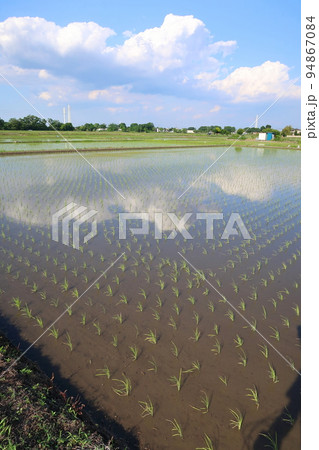 田植えが終わった水田 田植えが終わった水田 94867084