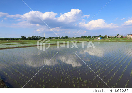 田植えが終わった水田 田植えが終わった水田 94867085