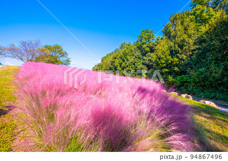 万博公園のミューレンベルギア・カピラリス 94867496