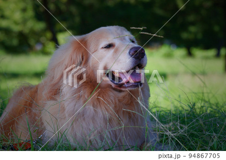 草むらに佇むゴールデンレトリバー 草むらに佇むゴールデンレトリバー 94867705