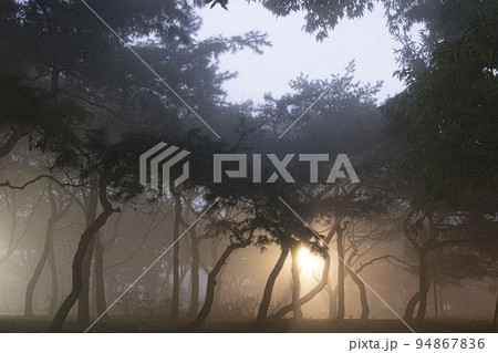 風景 夜明け 霧 94867836