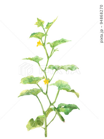 水彩で描いた畑のきゅうりと花のイラスト 白バック 透過背景 水彩で描いた畑のきゅうりと花のイラスト 白バック 透過背景 94868270