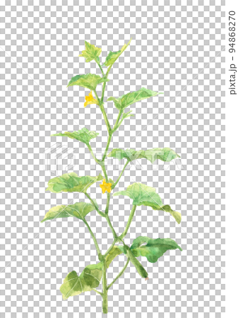 水彩で描いた畑のきゅうりと花のイラスト 白バック 透過背景 水彩で描いた畑のきゅうりと花のイラスト 白バック 透過背景 94868270