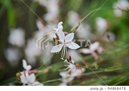白いガウラの花 94868478
