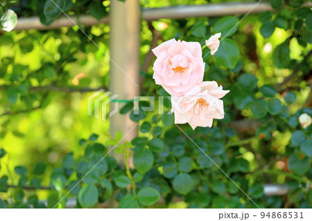 バラの花 ニュードーン バラの花 ニュードーン 94868531