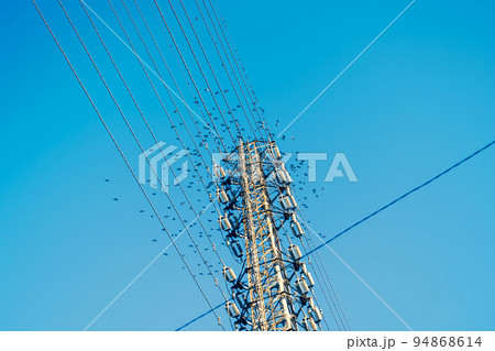送電鉄塔と高圧線に集まるムクドリの群れと青空　暖色加味 94868614