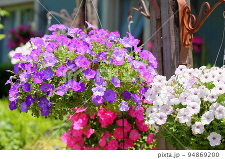 ペチュニアの花 94869200