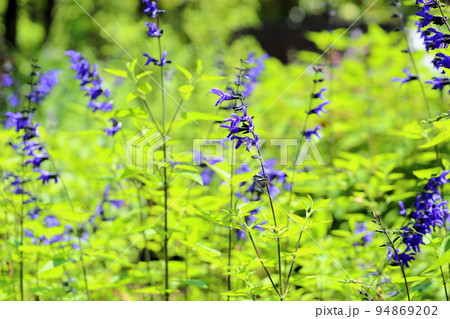サルビアの花 グァラニティカ サルビアの花 グァラニティカ 94869202