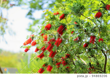 ブラシノキの花 94869206