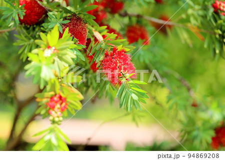 ブラシノキの花 94869208