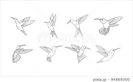 Collection of Animal Wild Hummingbird Vector on a White Background  94869300