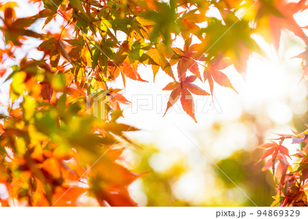 色づいたモミジのL字フレーム 紅葉モミジの背景素材 秋イメージ 夕方カラー 色づいたモミジのL字フレーム 紅葉モミジの背景素材 秋イメージ 夕方カラー 94869329