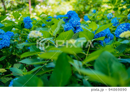 小平あじさい公園の青の紫陽花 94869890