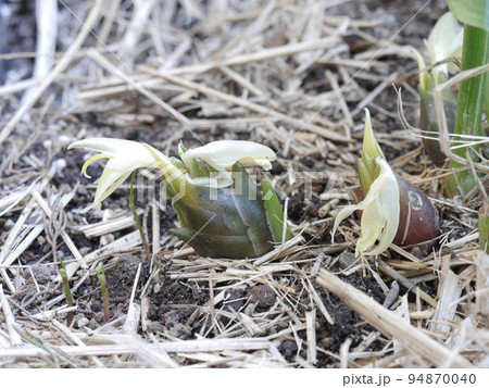 みょうが 94870040