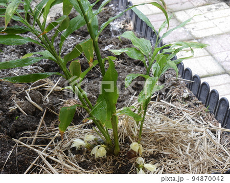 ミョウガ 94870042