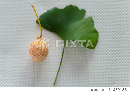 拾ったばかりの銀杏の実 拾ったばかりの銀杏の実 94870188