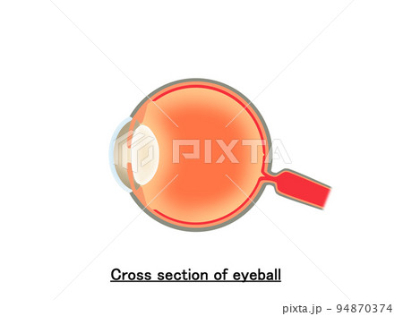 Cross section of eyeball Cross section of eyeball 94870374