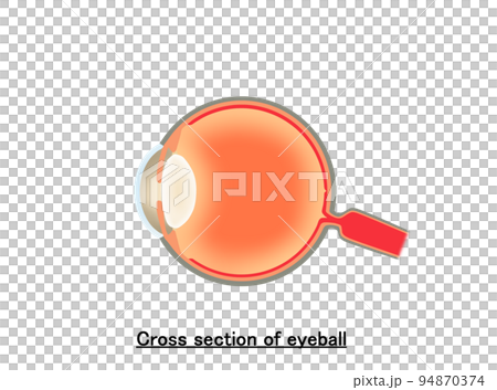 Cross section of eyeball Cross section of eyeball 94870374