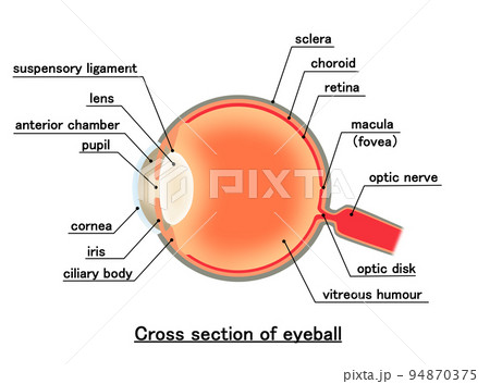 Cross section of eyeball Cross section of eyeball 94870375