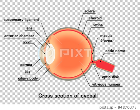 cross-section diagram, eyes, eye 94870375