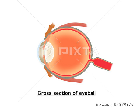 Cross section of eyeball 94870376