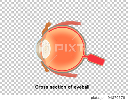 Cross section of eyeball 94870376
